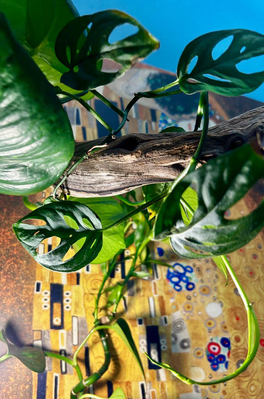 5 inch-Monstera Adansonii (Swiss Cheese Plant)