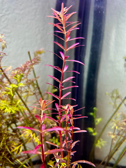 Rotala Narrow Leaf Sp. Red-Red Aquarium Plant