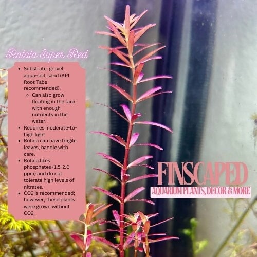 Rotala Narrow Leaf Sp. Red-Red Aquarium Plant