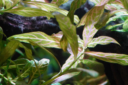 Hygrophila Polysperma 'Sunset' – Easy Fast-Growing Freshwater Stem Plant | Red & Pink Aquascape Plant