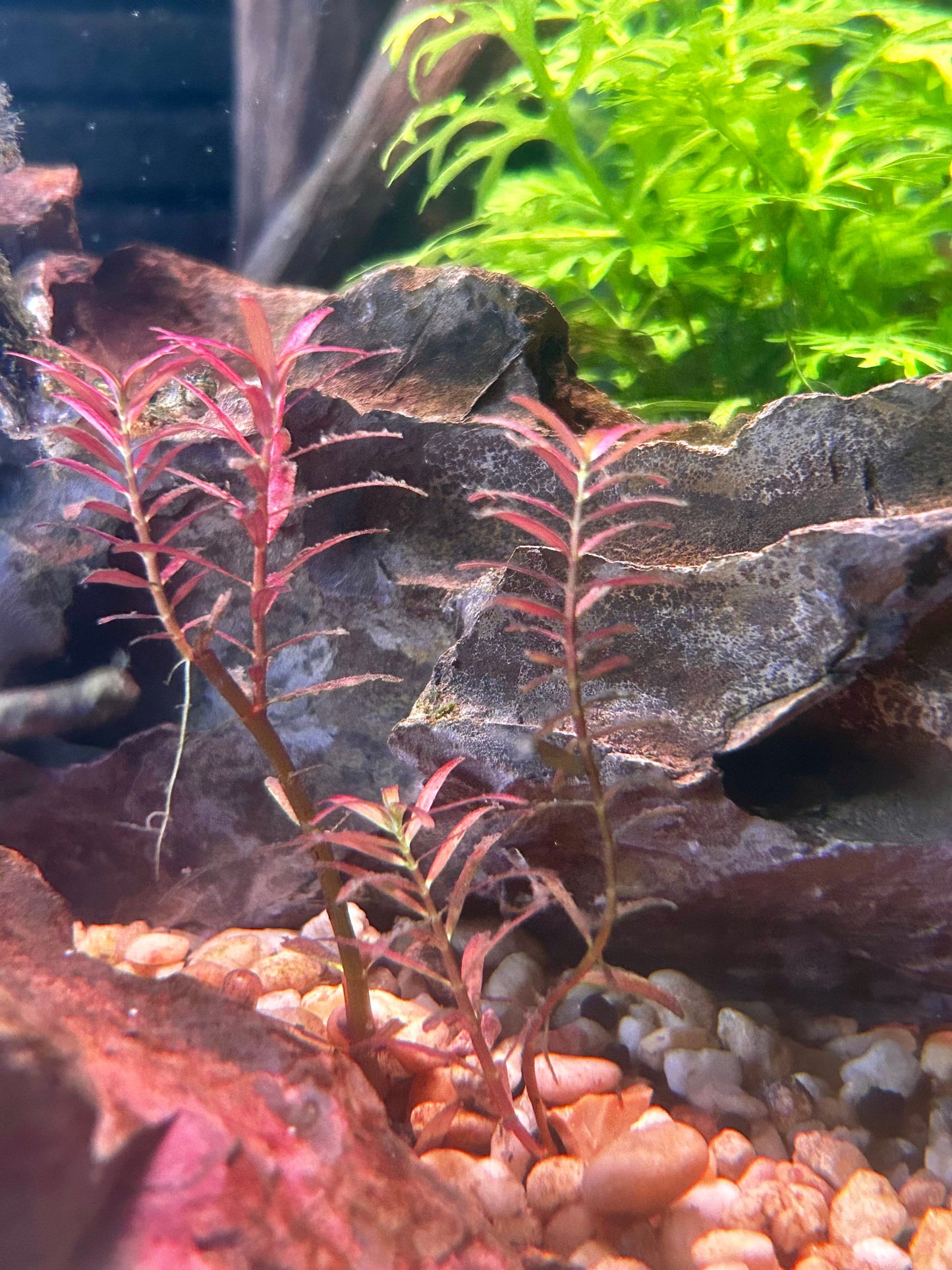Rotala Narrow Leaf Sp. Red-Red Aquarium Plant