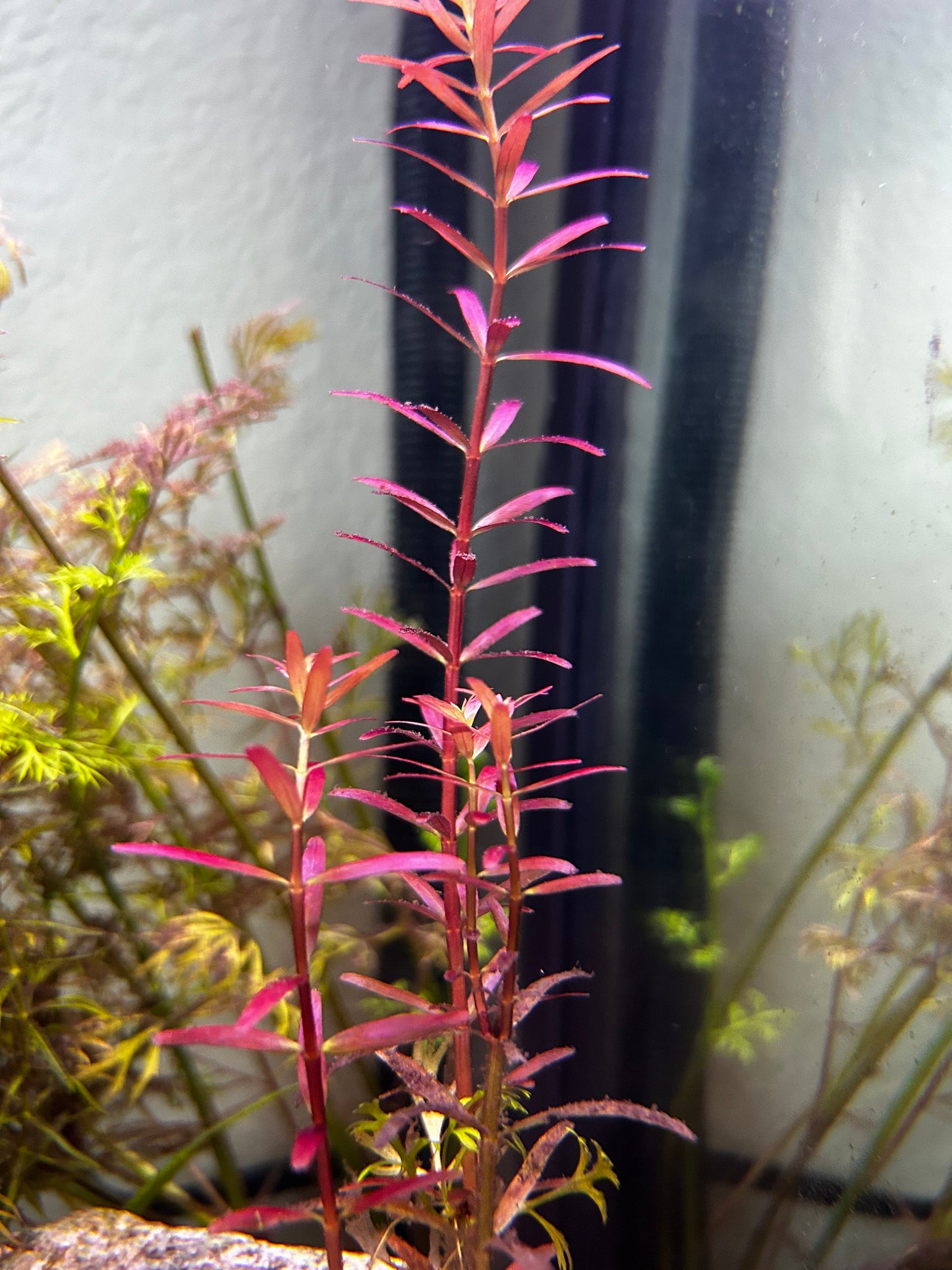 Rotala Narrow Leaf Sp. Red-Red Aquarium Plant