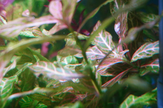 Hygrophila Polysperma 'Sunset' – Easy Fast-Growing Freshwater Stem Plant | Red & Pink Aquascape Plant