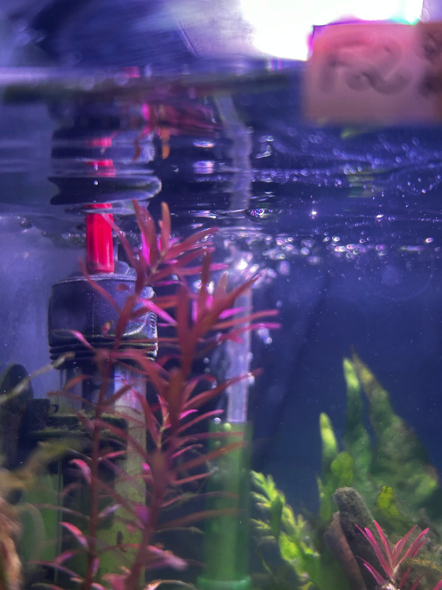 Rotala Narrow Leaf Sp. Red-Red Aquarium Plant