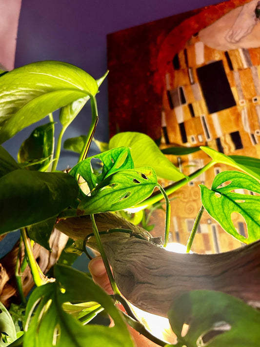 5 inch-Monstera Adansonii (Swiss Cheese Plant)