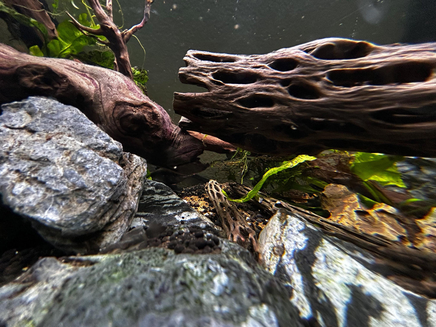 10 Pieces–5-7" Natural Cholla Wood-Aquarium, Terrarium & Nature Scape Decor
